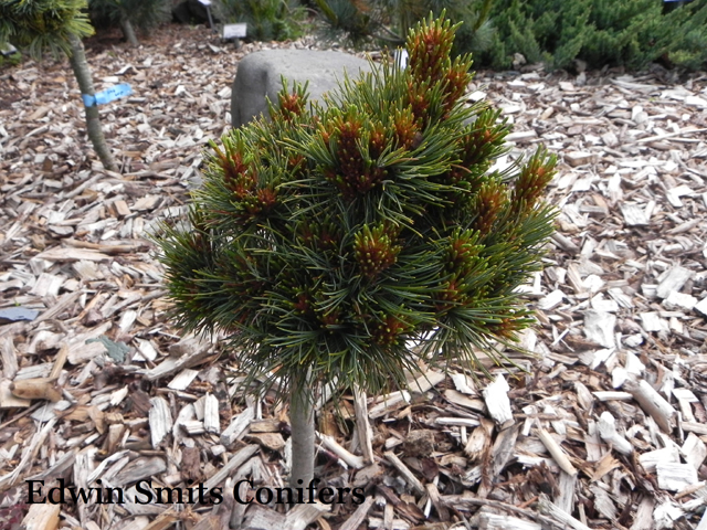 Pinus pumila 'Jankus' ('Sergey # 2')